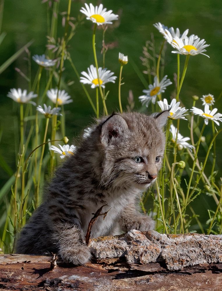 Montana Baby bobcat close-up art print by Jaynes Gallery for $57.95 CAD